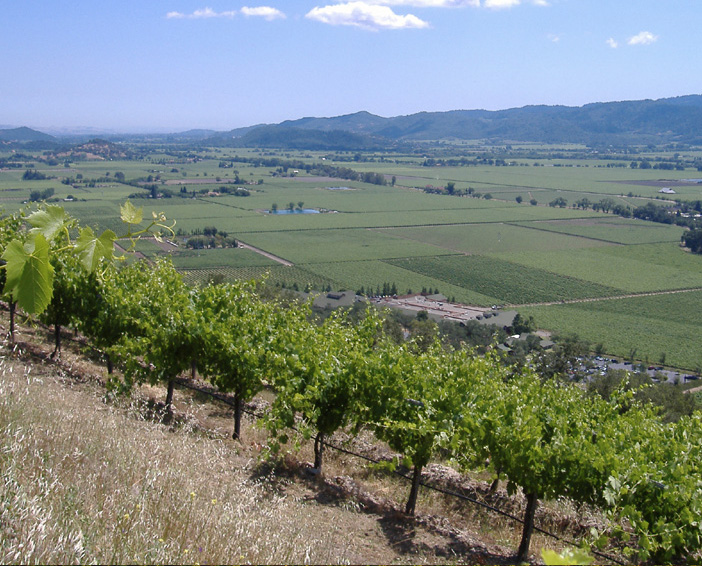 Frank Family Vineyards Rutherford Winston Hill