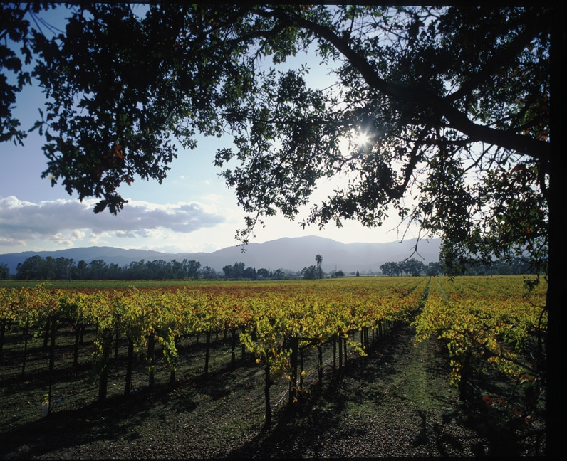 Heitz Cellar Rutherford Trailside Vineyard