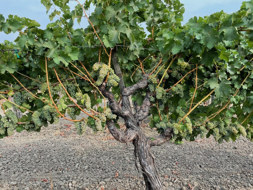 Chavez and Leeds Family Vineyard